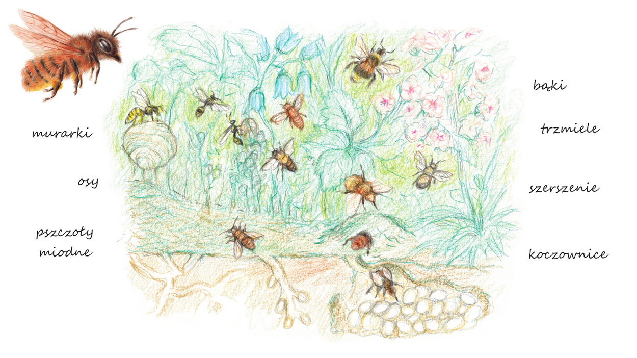 Jak odróżnić pszczołę od nie pszczoły