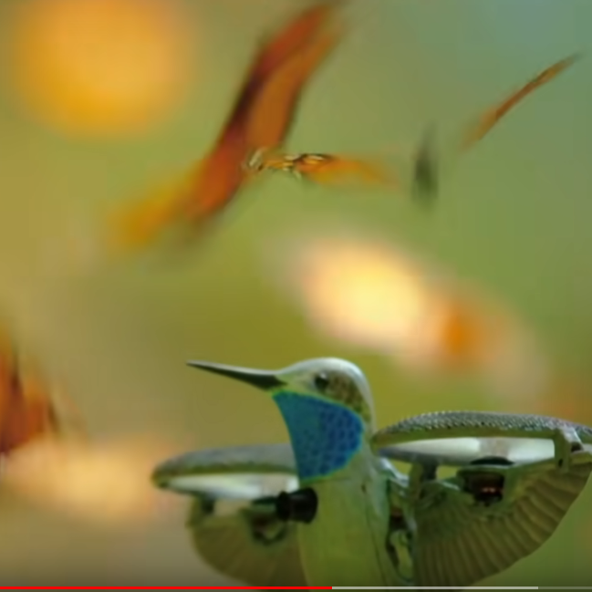 Pół miliona zapylających motyli i…ptak dron