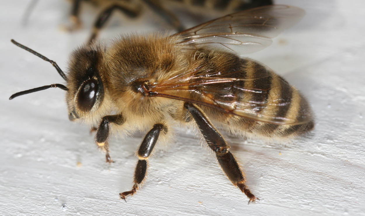 Robotnica pszczoły miodnej. Widoczne tylne odnóże z tzw. koszyczkiem, czyli płaską powierzchnią, która służy do zbierania pyłku. 