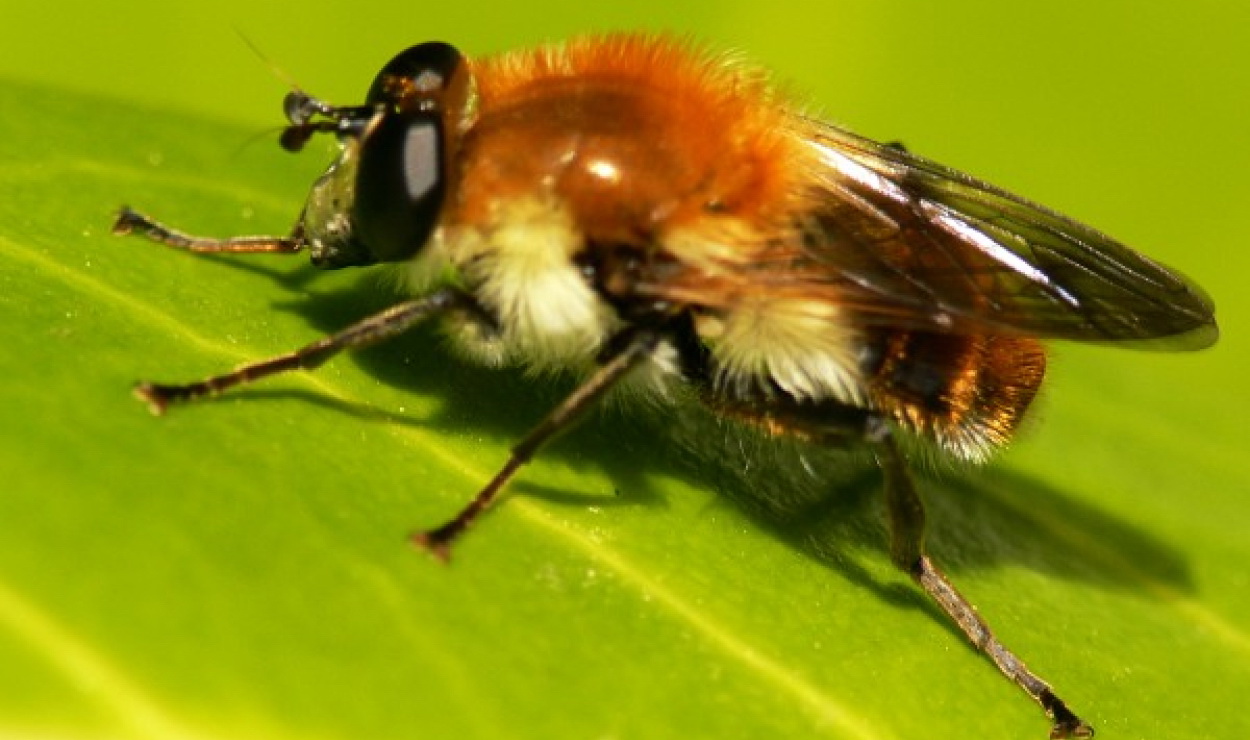 Pszczoła z rodziny smuklikowatych. Na pierwszy rzut oka można pomylić ją z małą muszką.