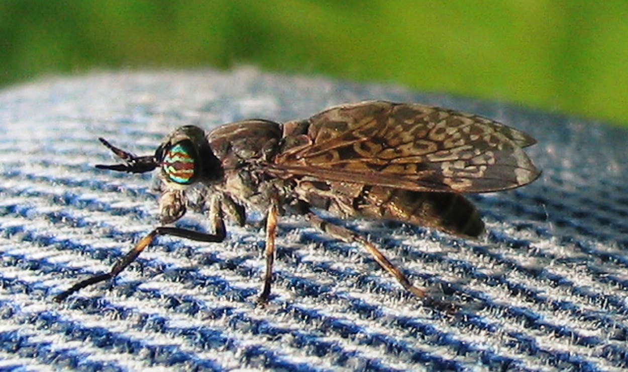 Bąkowate, ślepaki, bąki (Tabanidae) – rodzina owadów z rzędu muchówek.