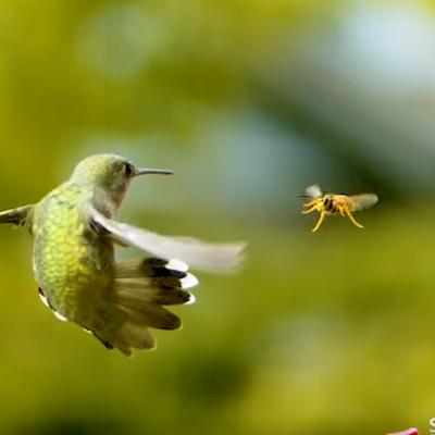 Spotkanie kolibra z osą w zwolnionym tempie