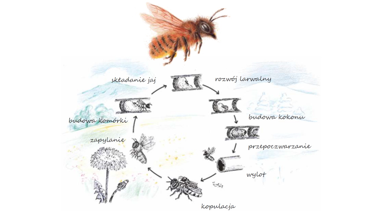 Rok z życia pszczoły