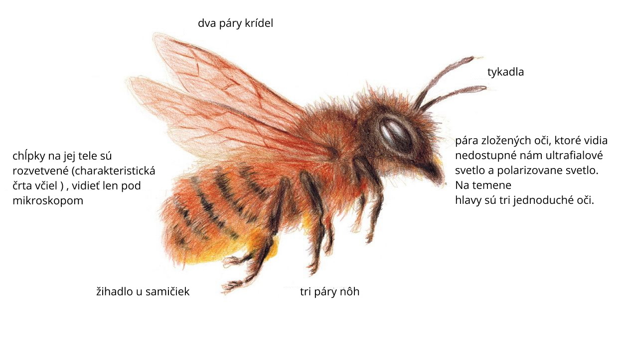Čo sú včely?